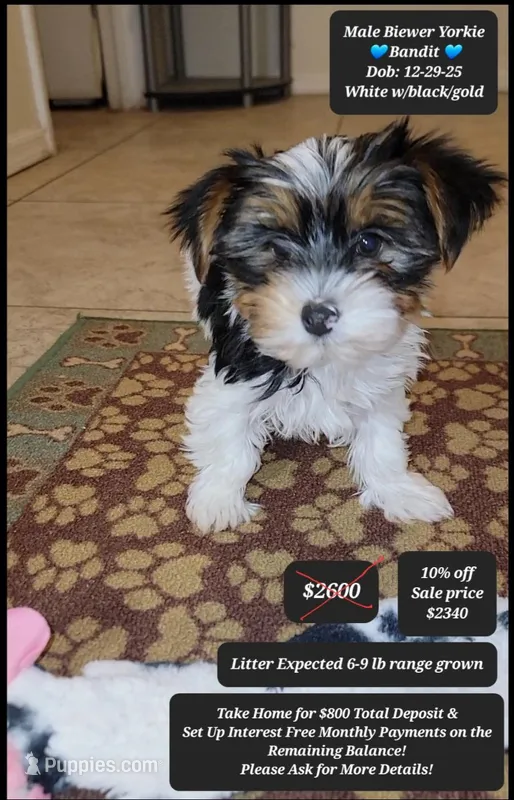 Bandit – Yorkshire Terrier puppy for sale in Tucson, AZ