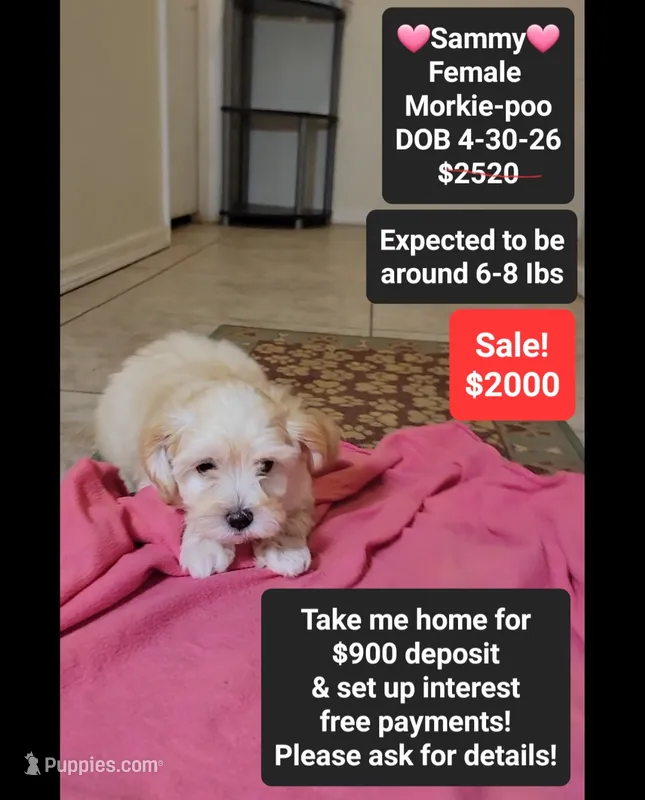 Sammy*900 take home – Poodle - Toy , Morkie puppy for sale in Tucson, AZ
