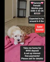 Sammy*900 take home, a female Poodle - Toy  and Morkie for sale in Tucson, AZ – 1 of 3