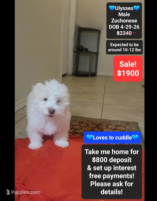Ulysses*800 take home – Havanese, Shichon puppy for sale in Tucson, AZ