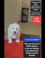 Ulysses*800 take home, a male Havanese and Shichon for sale in Tucson, AZ – 1 of 3