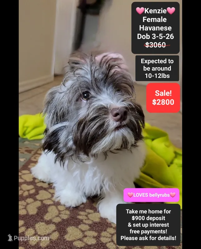 Kenzie*900 take home – Havanese puppy for sale in Tucson, AZ