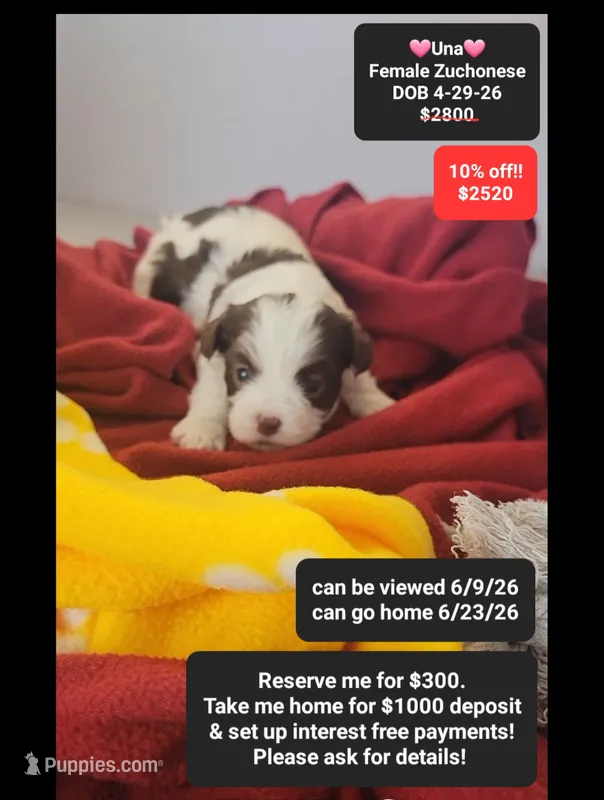 Una – Havanese, Shichon puppy for sale in Tucson, AZ