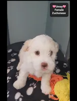 Umay, a female Havanese and Shichon for sale in Tucson, AZ – 2 of 3