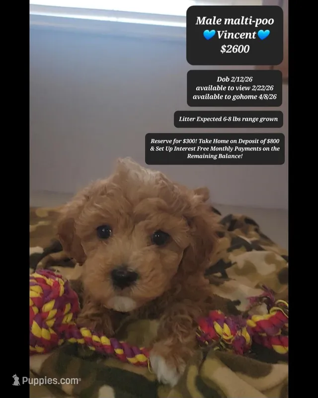 Vincent  – Maltipoo puppy for sale in Tucson, AZ