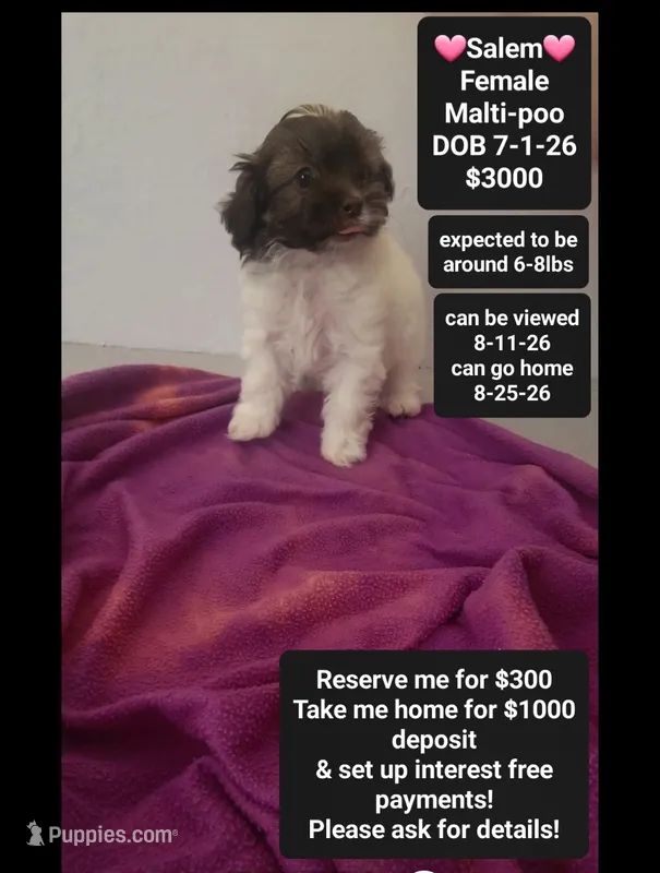 Salem*1000 take home – Maltipoo puppy for sale in Tucson, AZ