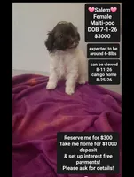 Salem*1000 take home, a female Maltipoo for sale in Tucson, AZ – 1 of 3