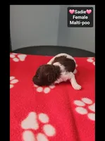 Sadie*1000 take home, a female Maltipoo for sale in Tucson, AZ – 2 of 3