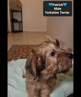 patrick*$800 take home, a male Yorkshire Terrier for sale in Tucson, AZ – 3 of 3