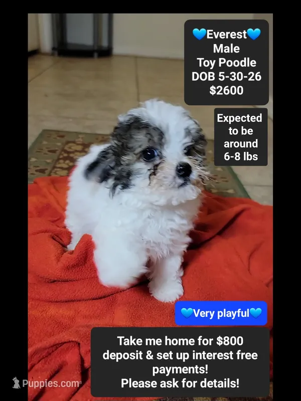 Everest*$800 take home – Poodle - Toy  puppy for sale in Tucson, AZ