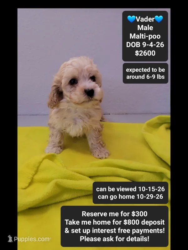 Vader – Maltipoo puppy for sale in Tucson, AZ