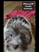 Kenzie*900 take home, a female Havanese for sale in Tucson, AZ – 2 of 3