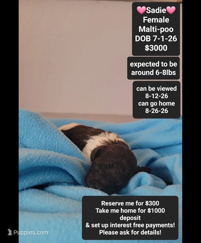 Sadie*1000 take home – Maltipoo puppy for sale in Tucson, AZ