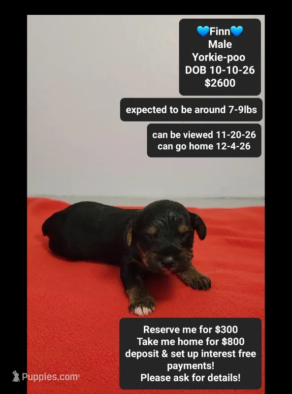 Finn – Yorkipoo puppy for sale in Tucson, AZ