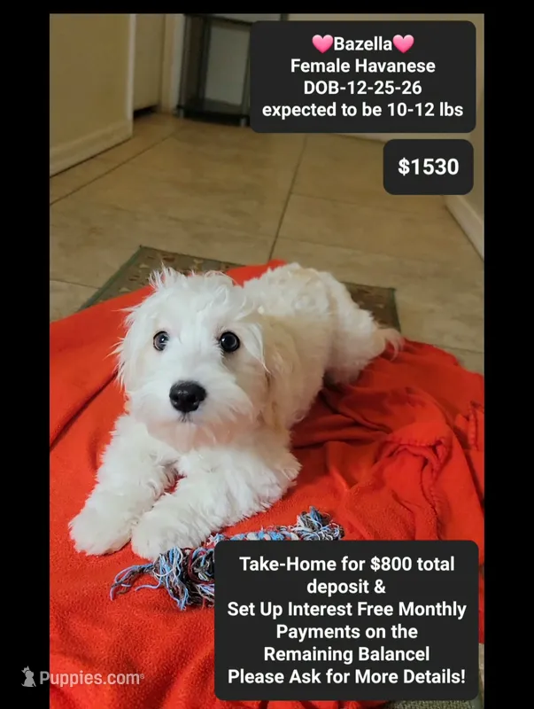 Bazella – Havanese puppy for sale in Tucson, AZ