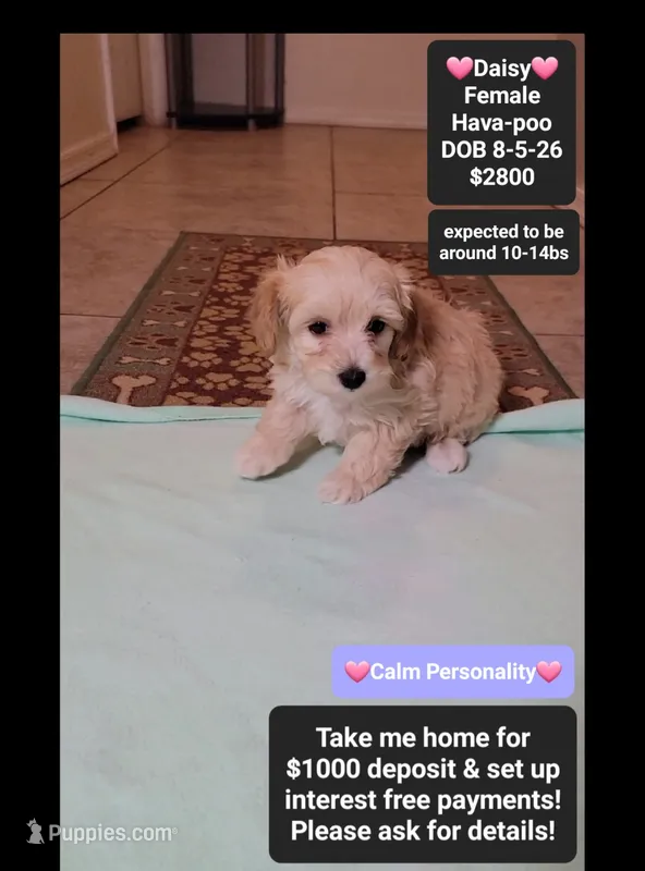 Daisy*1000 take home – Havanese, Poodle - Toy  puppy for sale in Tucson, AZ
