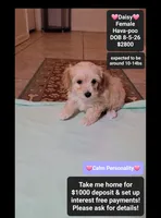 Daisy*1000 take home, a female Havanese and Poodle - Toy  for sale in Tucson, AZ – 1 of 3