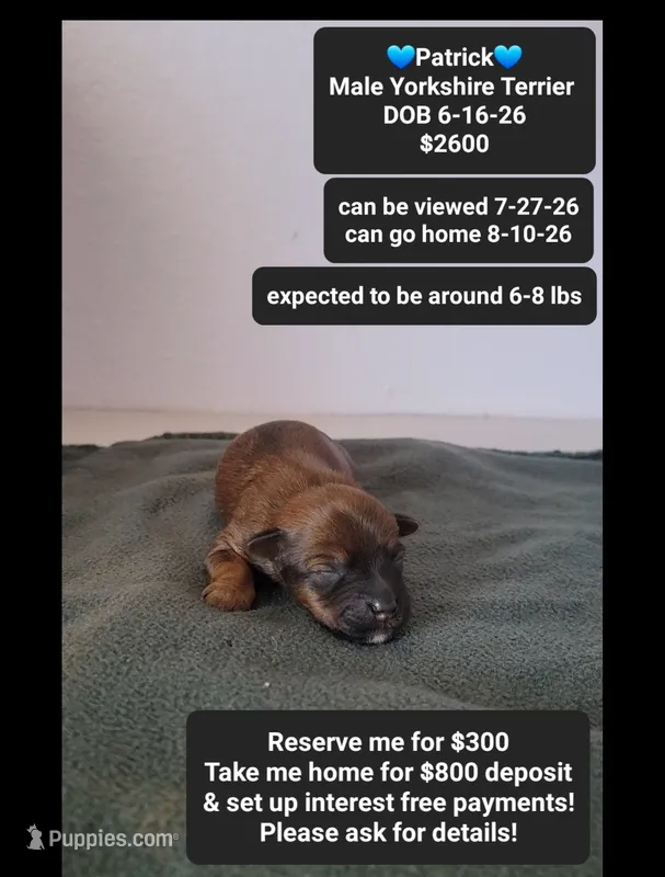 patrick – Yorkshire Terrier puppy for sale in Tucson, AZ