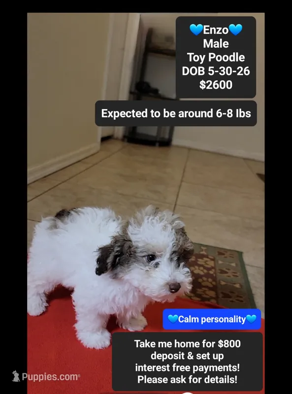 Enzo*800 take home – Poodle - Toy  puppy for sale in Tucson, AZ