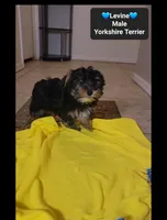 Levine*800 take home, a male Yorkshire Terrier for sale in Tucson, AZ – 3 of 3