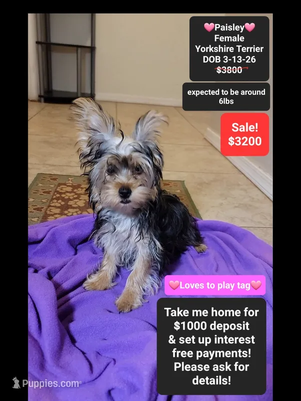Paisley*1000 take home – Yorkshire Terrier puppy for sale in Tucson, AZ