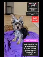 Paisley*1000 take home, a female Yorkshire Terrier for sale in Tucson, AZ – 1 of 2