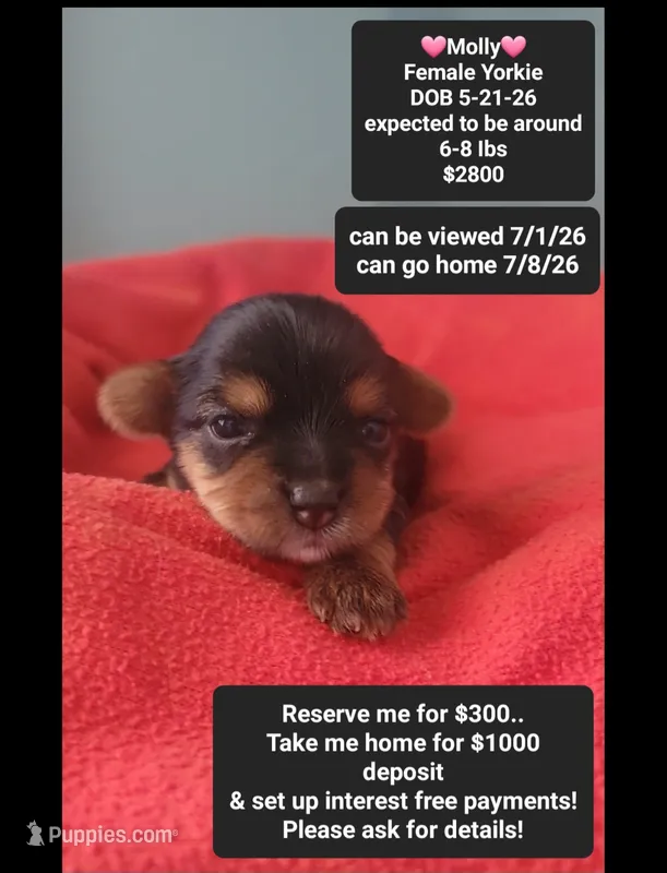 Molly – Yorkshire Terrier puppy for sale in Tucson, AZ