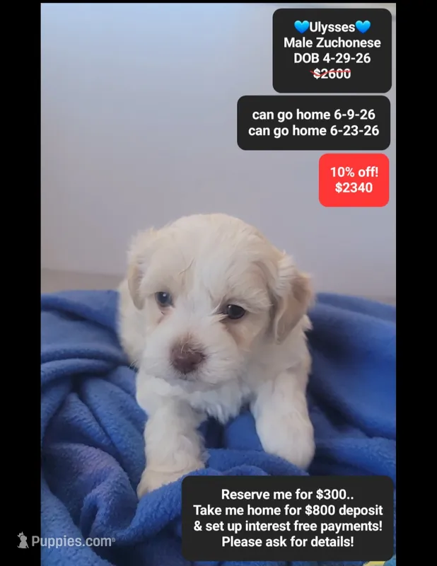 Ulysses – Havanese, Shichon puppy for sale in Tucson, AZ