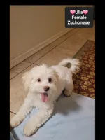 Ulla*900 take home, a female Havanese and Shichon for sale in Tucson, AZ – 2 of 3