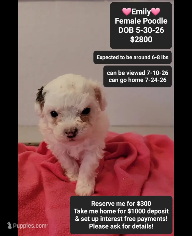 Emily*1000 take home – Poodle - Toy  puppy for sale in Tucson, AZ