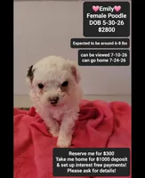 Emily*1000 take home, a female Poodle - Toy  for sale in Tucson, AZ – 1 of 3