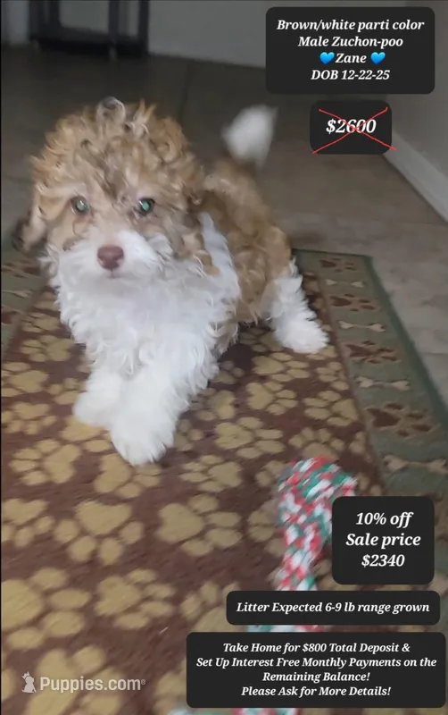 Zane – Shichon puppy for sale in Tucson, AZ