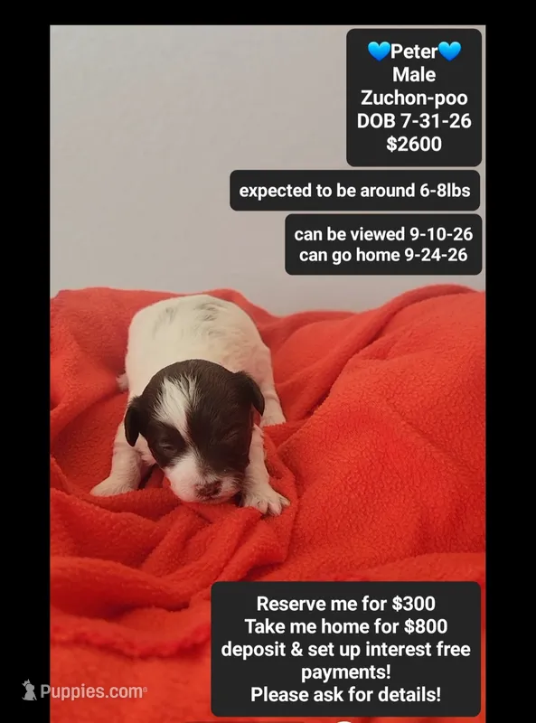 Peter – Poodle - Toy , Shichon puppy for sale in Tucson, AZ