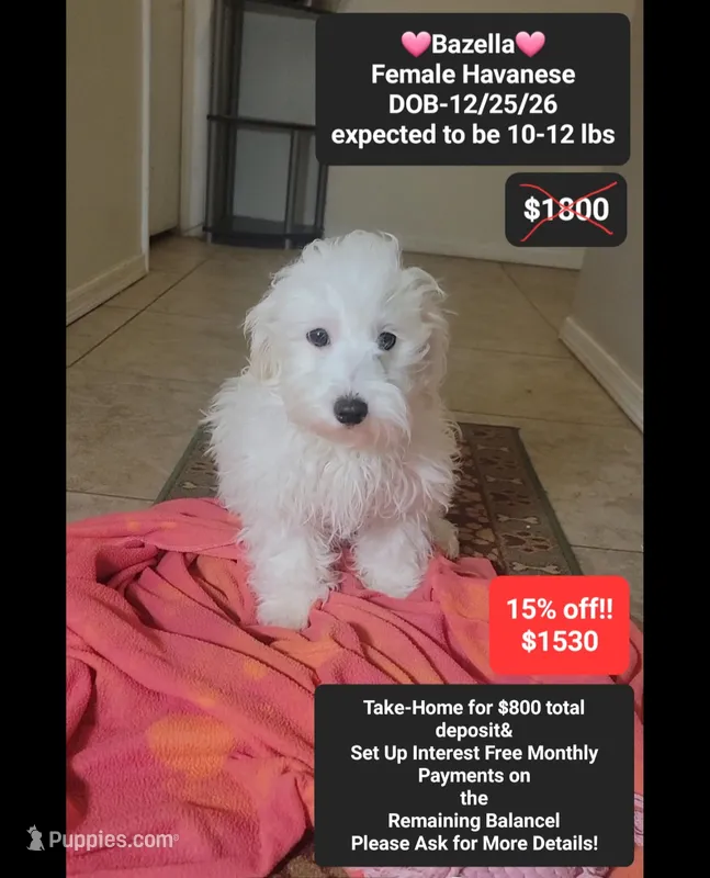 Bazella – Havanese puppy for sale in Tucson, AZ