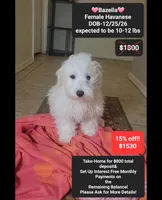 Bazella, a female Havanese for sale in Tucson, AZ – 1 of 3