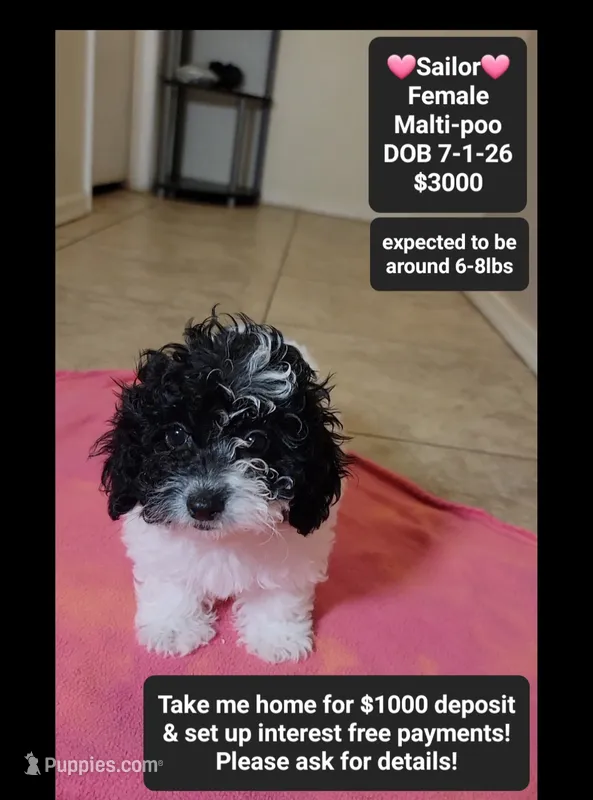 Sailor*1000 take home, a female Maltipoo for sale in Tucson, AZ – 1 of 3