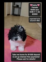 Sailor*1000 take home, a female Maltipoo for sale in Tucson, AZ – 1 of 3