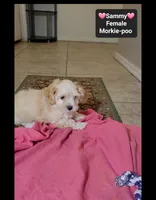 Sammy*900 take home, a female Poodle - Toy  and Morkie for sale in Tucson, AZ – 3 of 3
