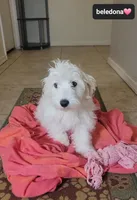 Beledona, a female Havanese for sale in Tucson, AZ – 2 of 3