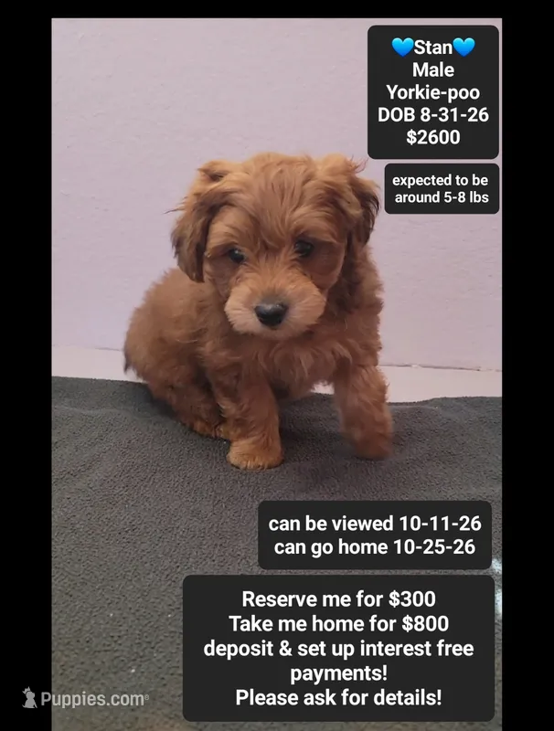 Stan – Yorkshire Terrier, Poodle - Toy  puppy for sale in Tucson, AZ