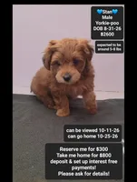 Stan, a male Yorkshire Terrier and Poodle - Toy  for sale in Tucson, AZ – 1 of 3
