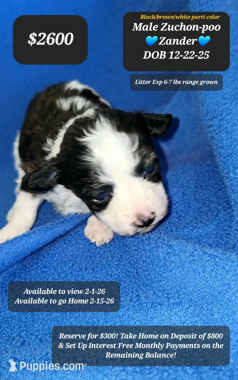 ZANDER☆$800 take home option!