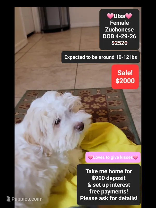 Ulsa*900 take home – Havanese, Shichon puppy for sale in Tucson, AZ