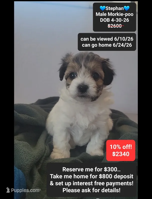 Stephan – Poodle - Toy , Morkie puppy for sale in Tucson, AZ