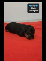Finn, a male Yorkipoo for sale in Tucson, AZ – 3 of 3
