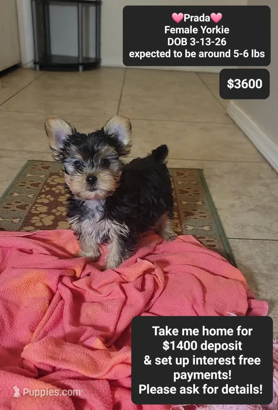 Prada – Yorkshire Terrier puppy for sale in Tucson, AZ