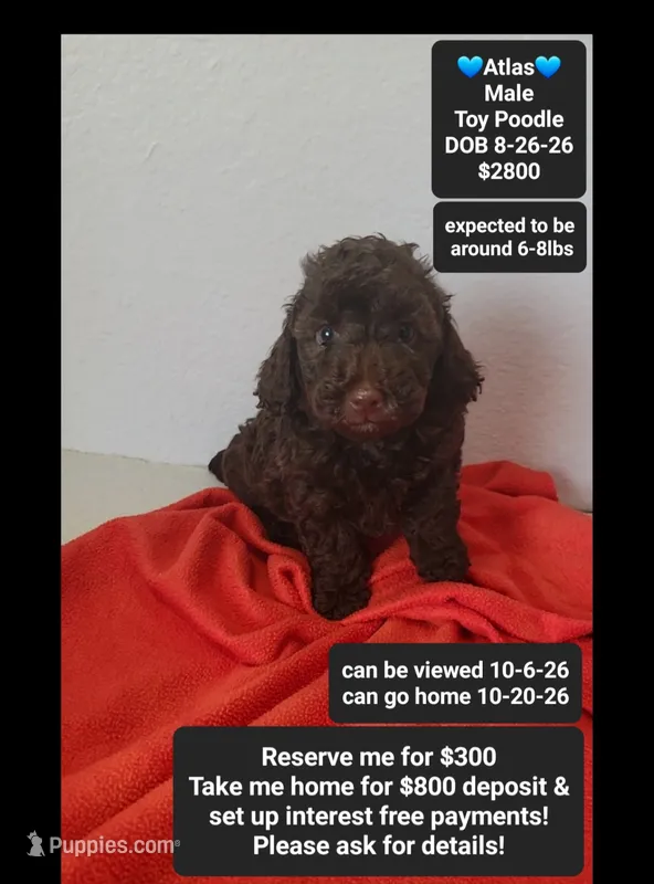 Atlas – Poodle - Toy  puppy for sale in Tucson, AZ