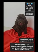 Atlas, a male Poodle - Toy  for sale in Tucson, AZ – 1 of 3