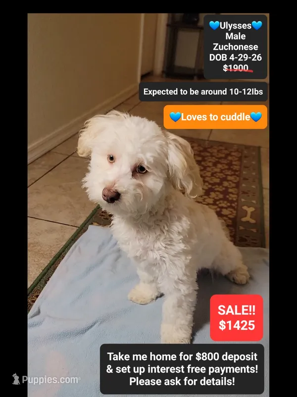 Ulysses*800 take home – Havanese, Shichon puppy for sale in Tucson, AZ