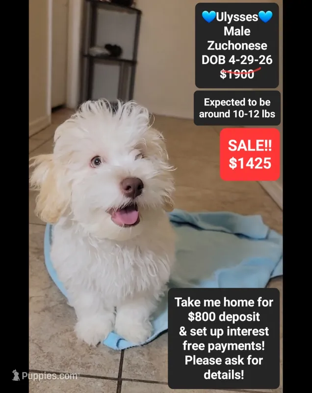 Ulysses*800 take home – Havanese, Shichon puppy for sale in Tucson, AZ